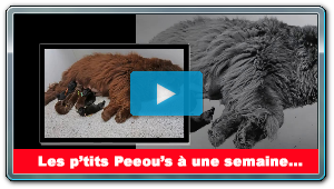 Les p'tits Peeous ont une semaine..!