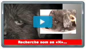 Des canines et des 