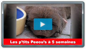 Les p'tits Peeous ont 5 semaines...