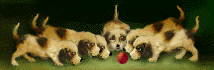 chiens_055.gif